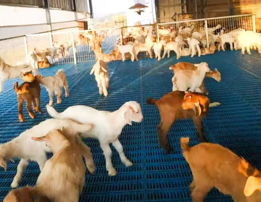 High Strength Fibreglass Floor Grating FRP Molded Grating For Pig Chicken Sheep