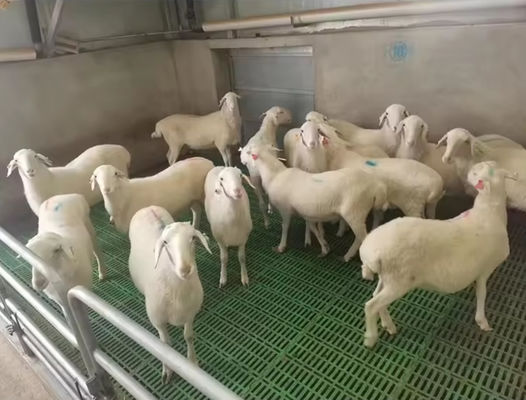 High Strength Fibreglass Floor Grating FRP Molded Grating For Pig Chicken Sheep